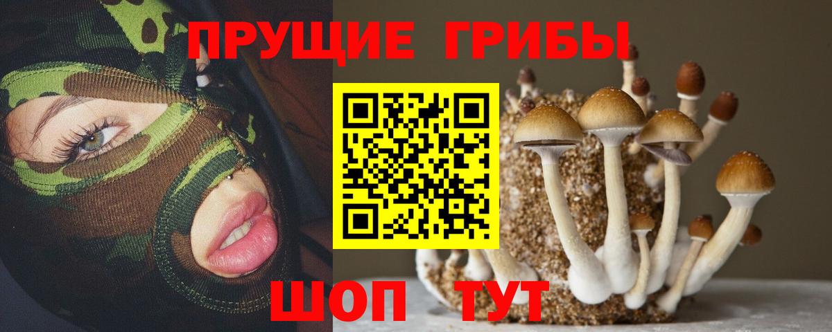 Галлюциногенные грибы Psilocybe Пугачёв
